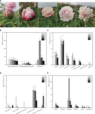 Transcriptome and volatile compounds analyses of floral development provide insight into floral scent formation in Paeonia lactiflora ‘Wu Hua Long Yu’